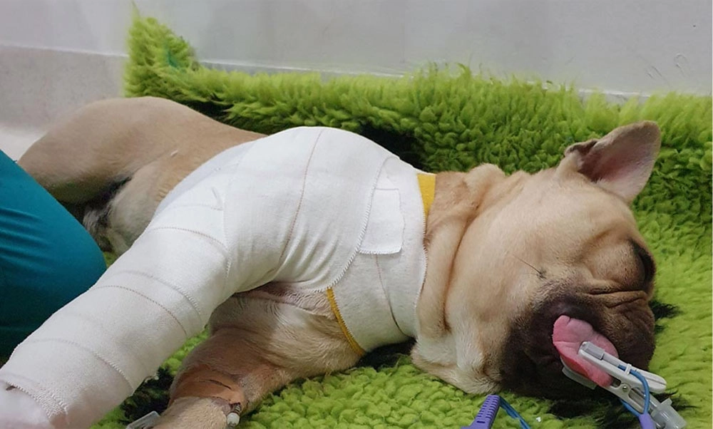Twix – an 8 month old French Bulldog with a Right Fore Distal Humerus