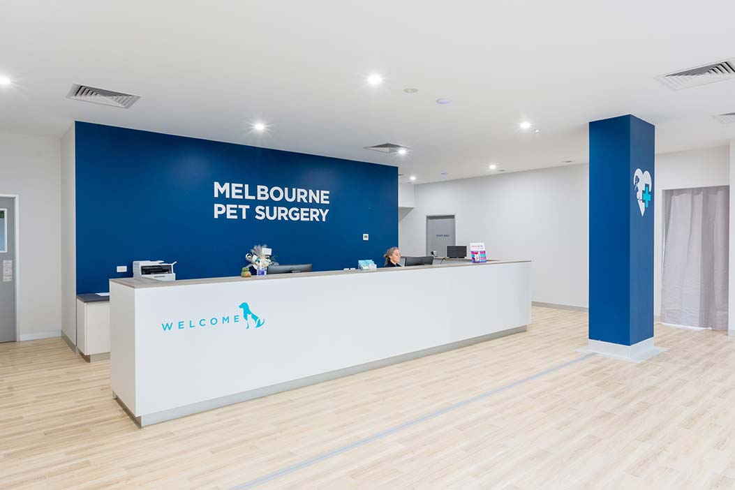 Dog Desexing Male And Female Dogs Desexing Cost In Melbourne   MPS Dandenong 1 